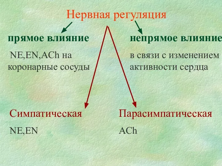 Нервная регуляция прямое влияние NE,EN,AСh на коронарные сосуды непрямое влияние в