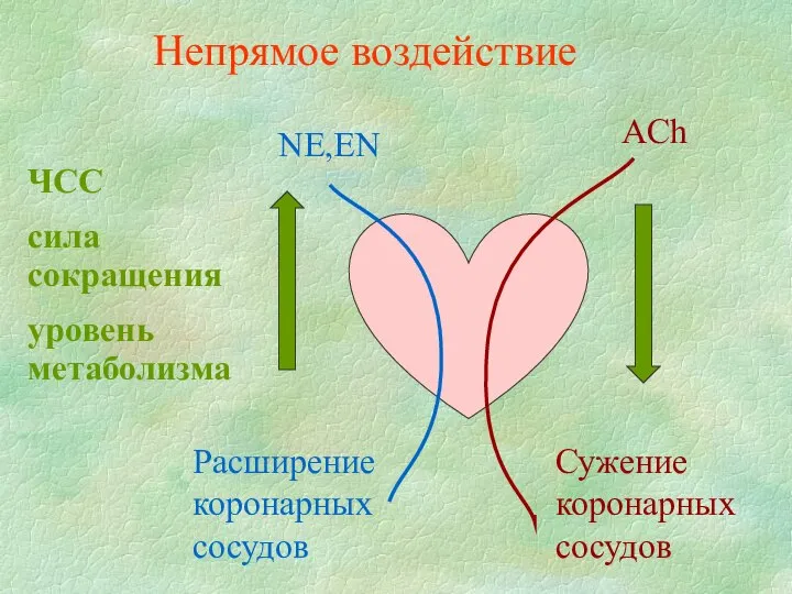 NE,EN ЧСС сила сокращения уровень метаболизма Расширение коронарных сосудов ACh Сужение коронарных сосудов Непрямое воздействие