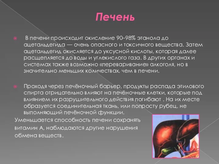 Печень В печени происходит окисление 90–98% этанола до ацетальдегида — очень