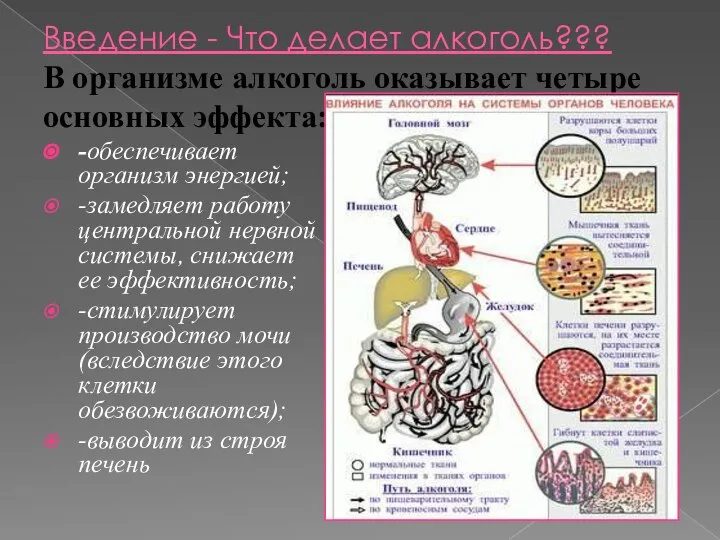 Введение - Что делает алкоголь??? В организме алкоголь оказывает четыре основных