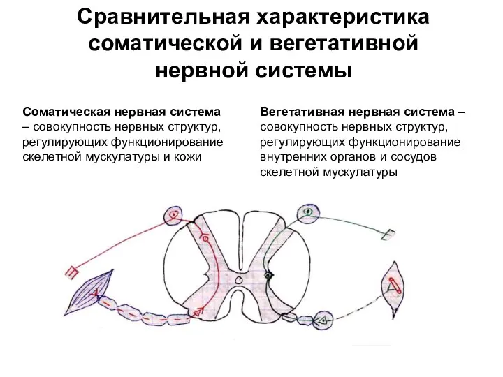 Сравнительная характеристика соматической и вегетативной нервной системы Соматическая нервная система –