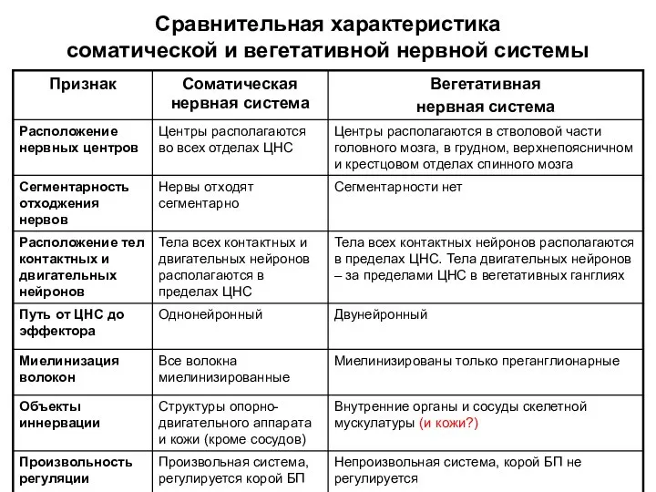 Сравнительная характеристика соматической и вегетативной нервной системы