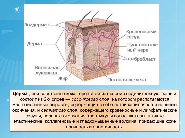 Дерма , или собственно кожа, представляет собой соединительную ткань и состоит