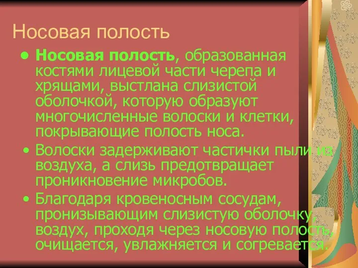 Носовая полость Носовая полость, образованная костями лицевой части черепа и хрящами,