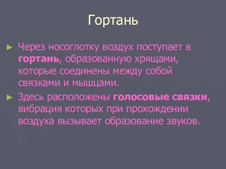 Гортань Через носоглотку воздух поступает в гортань, образованную хрящами, которые соединены