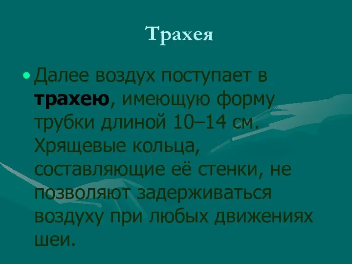 Трахея Далее воздух поступает в трахею, имеющую форму трубки длиной 10–14