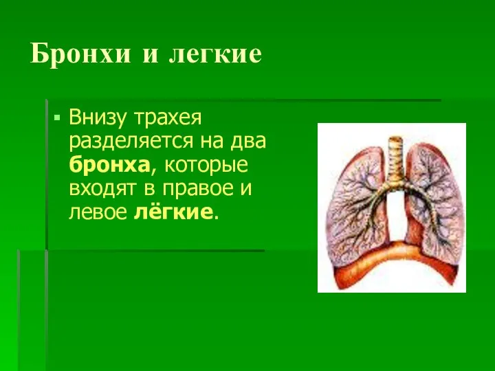 Бронхи и легкие Внизу трахея разделяется на два бронха, которые входят в правое и левое лёгкие.