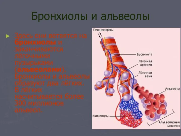 Бронхиолы и альвеолы Здесь они ветвятся на бронхиолы и заканчиваются лёгочными