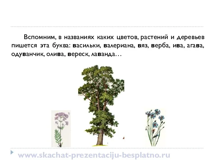 Вспомним, в названиях каких цветов, растений и деревьев пишется эта буква: