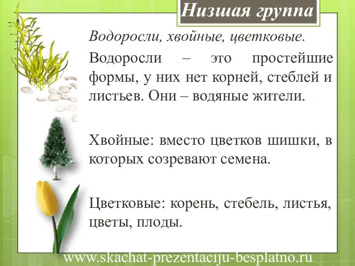 Низшая группа Водоросли, хвойные, цветковые. Водоросли – это простейшие формы, у