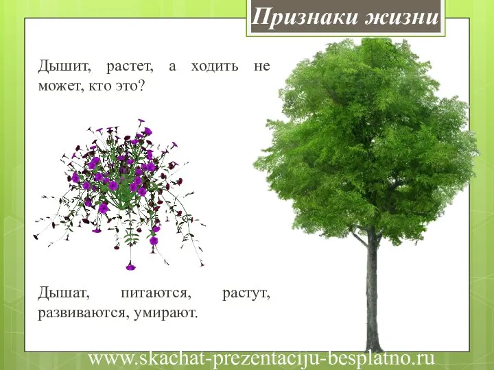 Признаки жизни Дышит, растет, а ходить не может, кто это? Дышат, питаются, растут, развиваются, умирают. www.skachat-prezentaciju-besplatno.ru