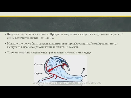 Выделительная система – почки. Продукты выделения выводятся в виде комочков раз