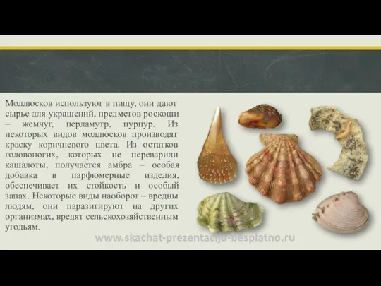 Моллюсков используют в пищу, они дают сырье для украшений, предметов роскоши