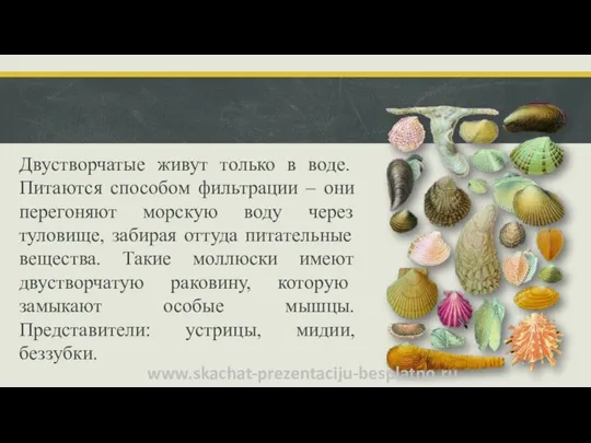 Двустворчатые живут только в воде. Питаются способом фильтрации – они перегоняют