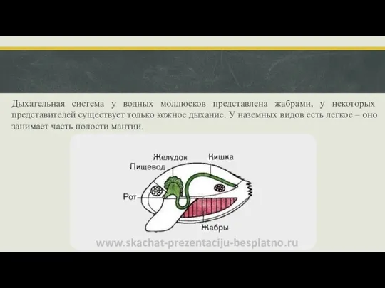 Дыхательная система у водных моллюсков представлена жабрами, у некоторых представителей существует