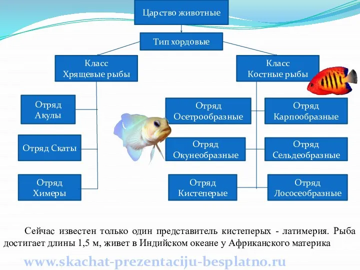 Сейчас известен только один представитель кистеперых - латимерия. Рыба достигает длины