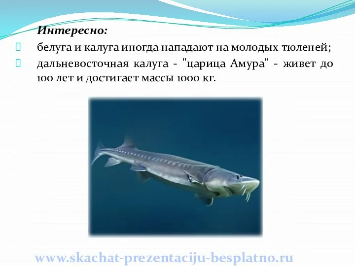 Интересно: белуга и калуга иногда нападают на молодых тюленей; дальневосточная калуга