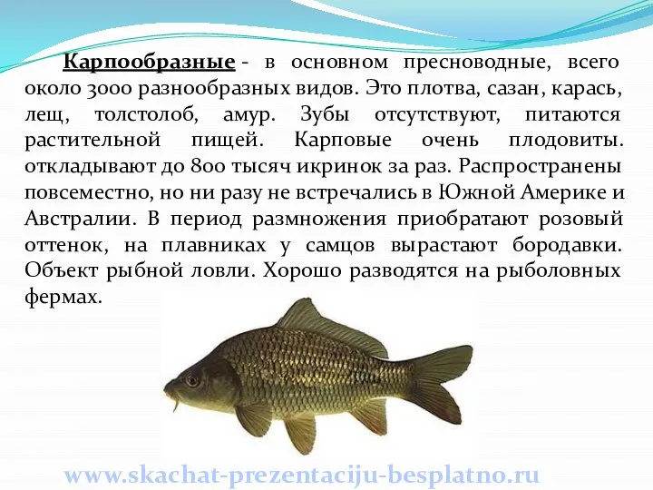 Карпообразные - в основном пресноводные, всего около 3000 разнообразных видов. Это