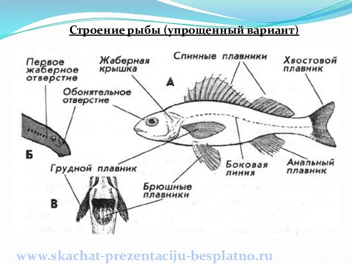 Строение рыбы (упрощенный вариант) www.skachat-prezentaciju-besplatno.ru