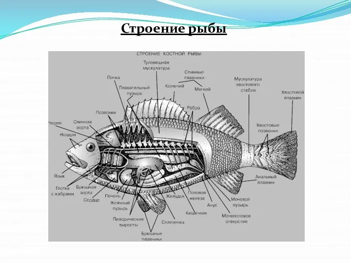 Строение рыбы