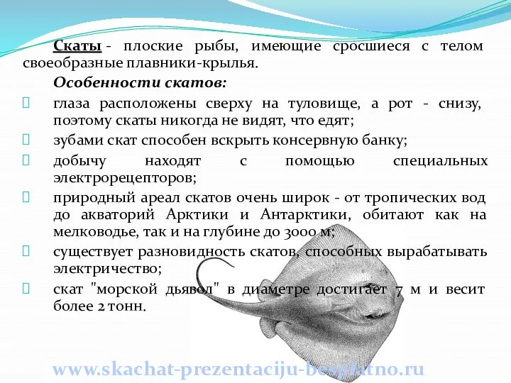 www.skachat-prezentaciju-besplatno.ru Скаты - плоские рыбы, имеющие сросшиеся с телом своеобразные плавники-крылья.