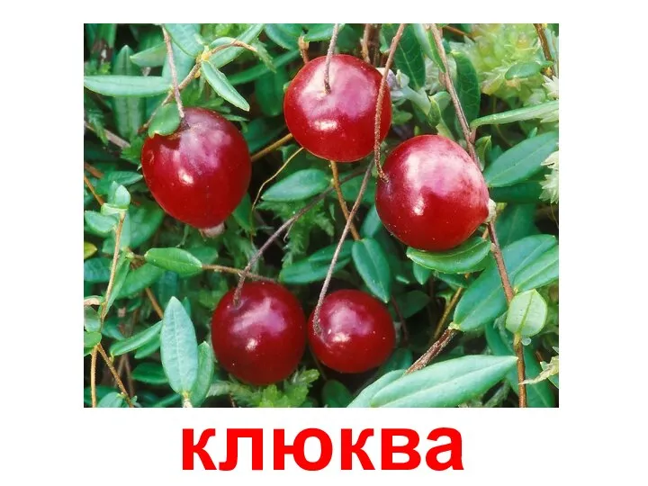 клюква