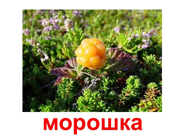 морошка