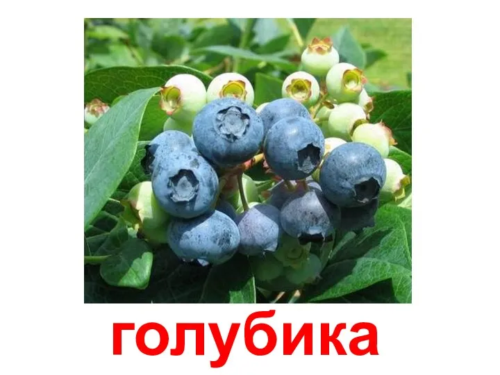 голубика