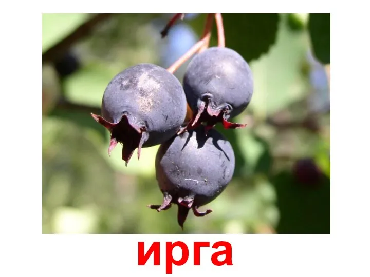 ирга