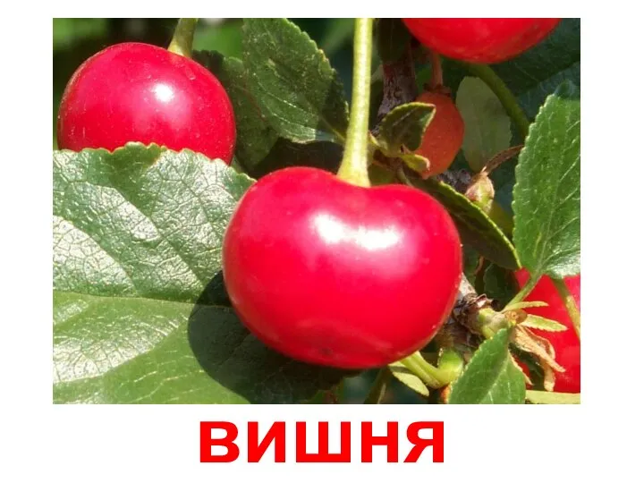 вишня