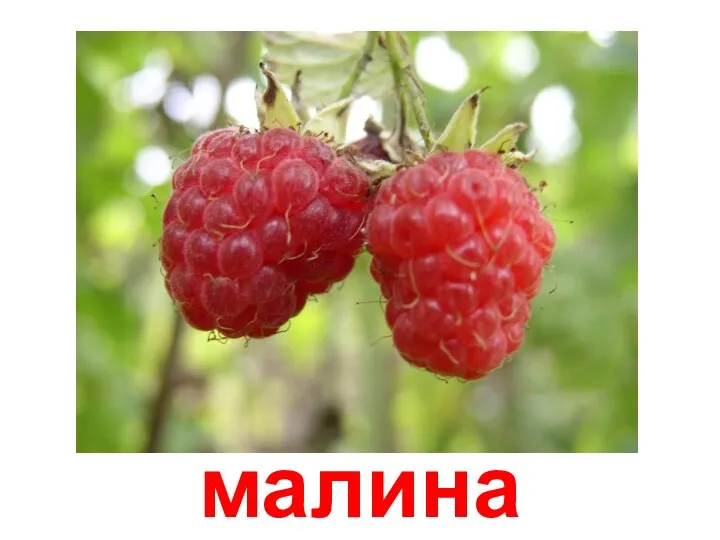 малина