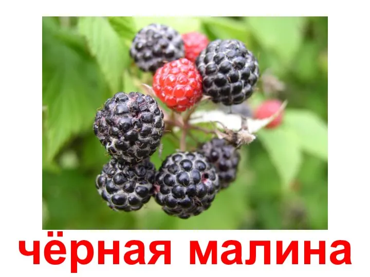 чёрная малина