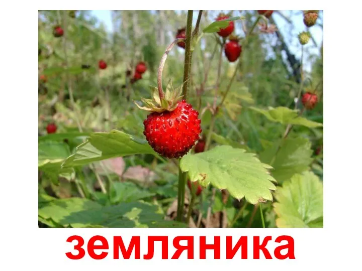 земляника