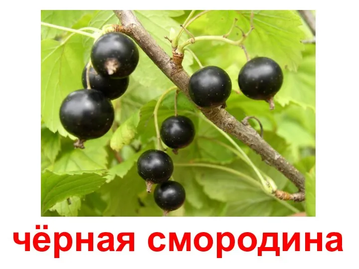 чёрная смородина