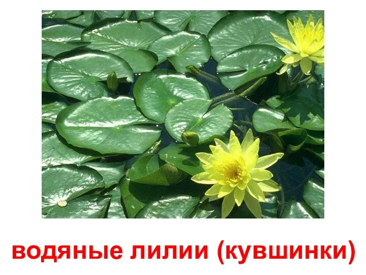 водяные лилии (кувшинки)