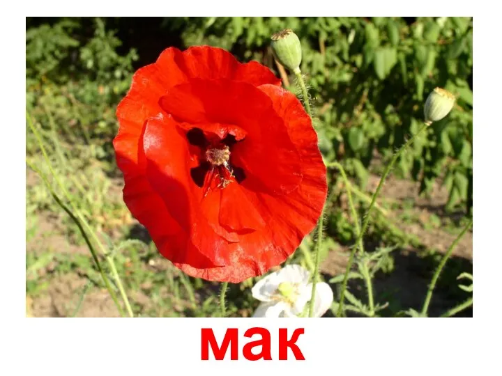 мак