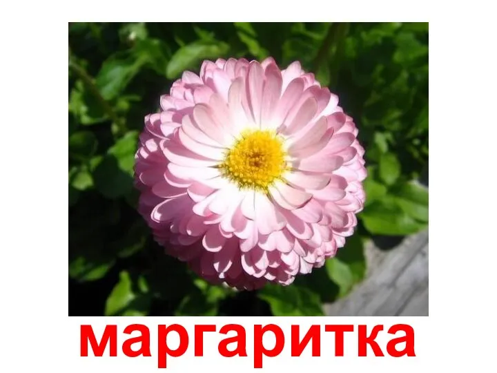 маргаритка