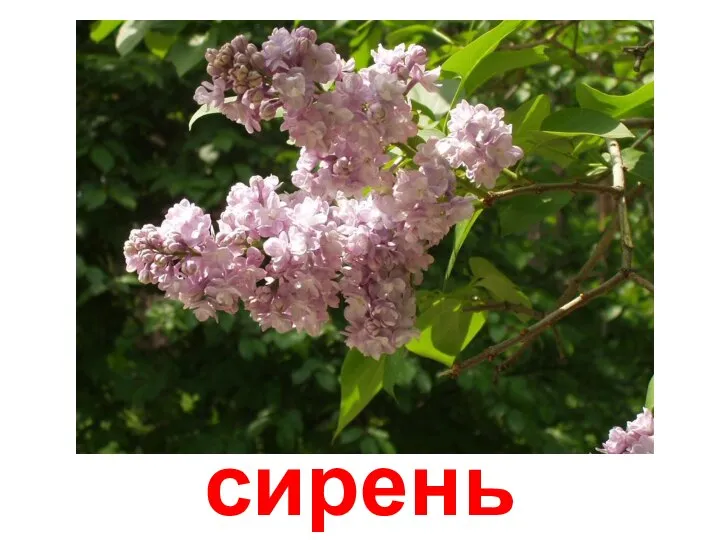 сирень