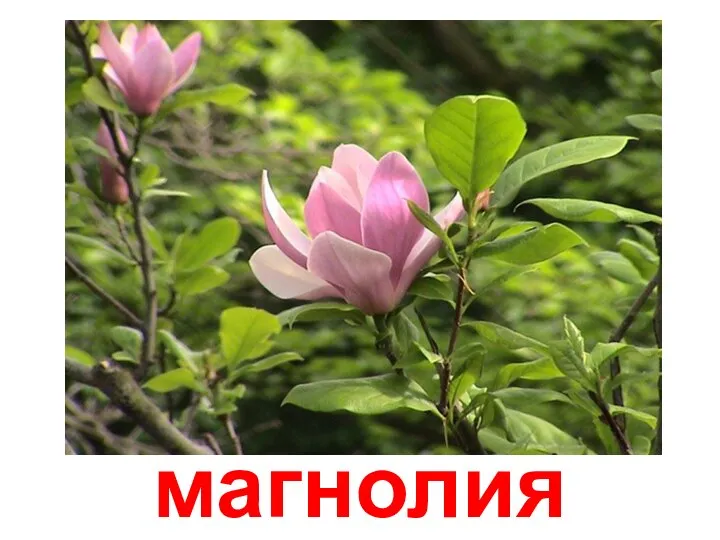 магнолия