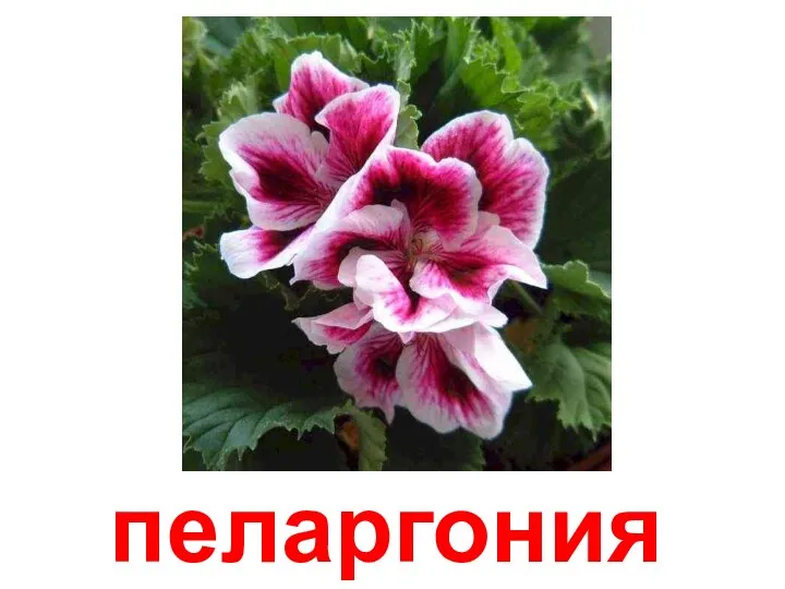 пеларгония