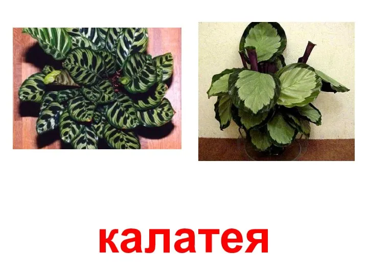 калатея