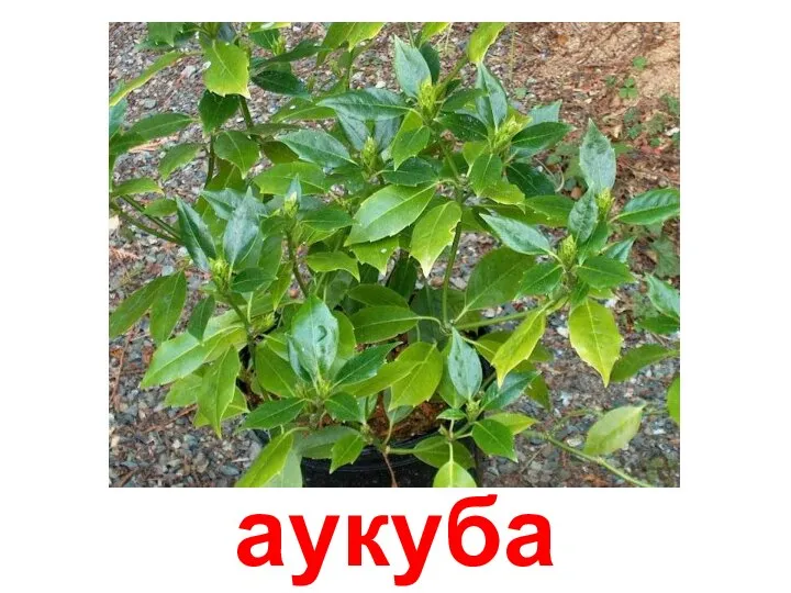 аукуба