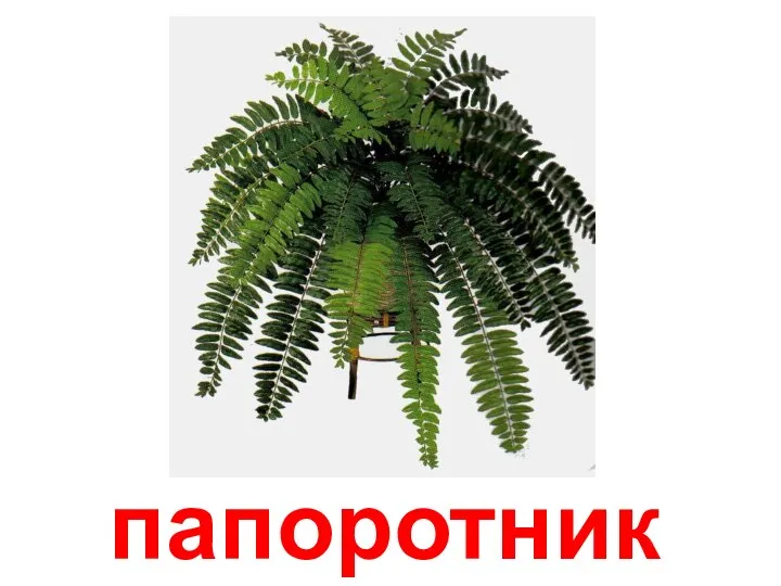 папоротник