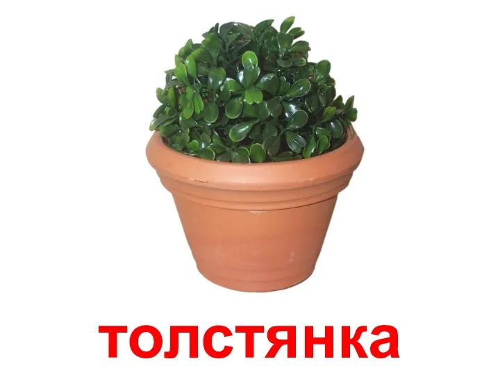 толстянка