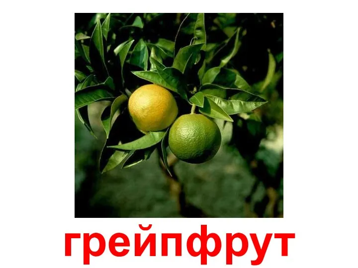 грейпфрут