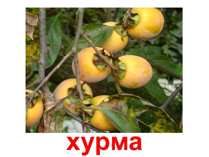 хурма