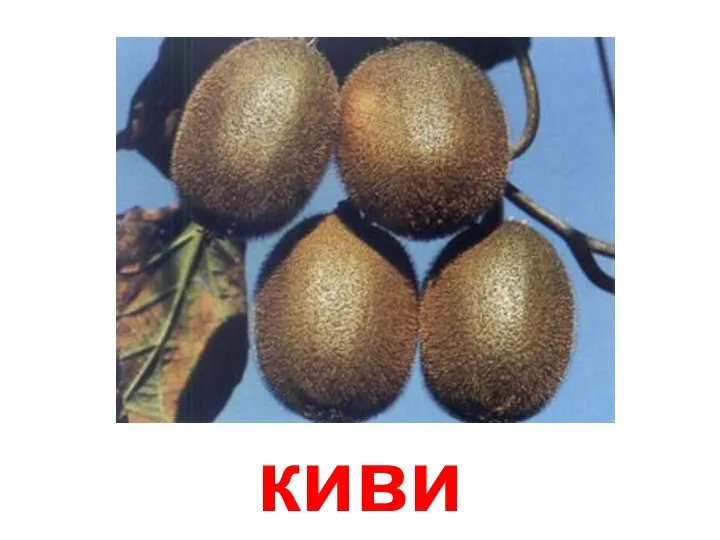 киви