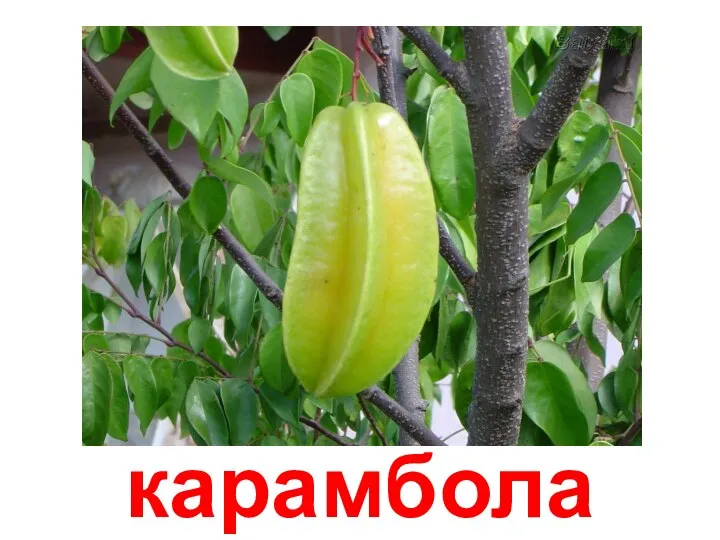 карамбола