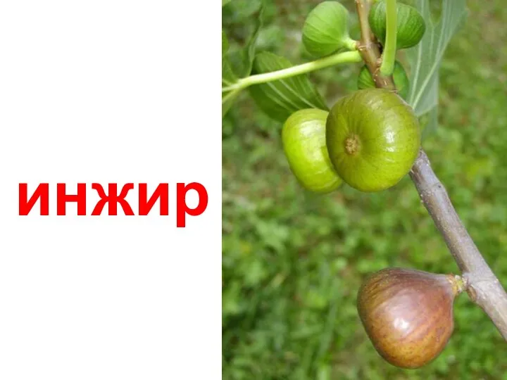 инжир