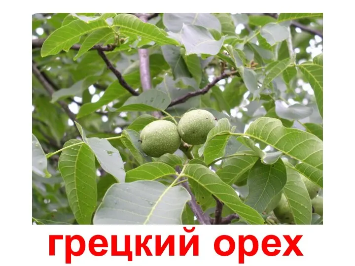 грецкий орех